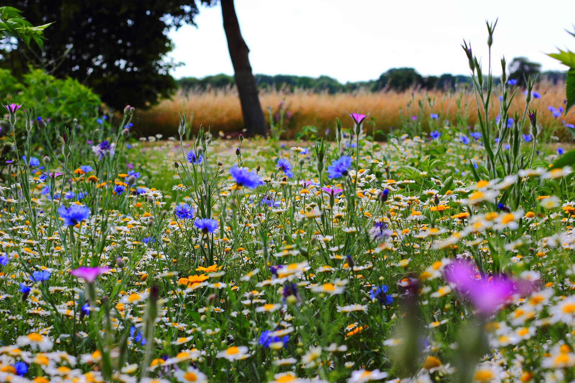 flower field